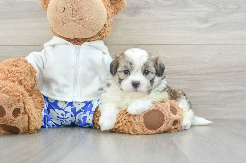 6 week old Teddy Bear Puppy For Sale - Lone Star Pups