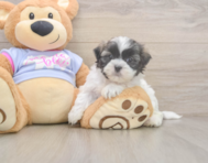 7 week old Teddy Bear Puppy For Sale - Lone Star Pups