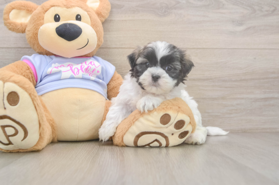 7 week old Teddy Bear Puppy For Sale - Lone Star Pups
