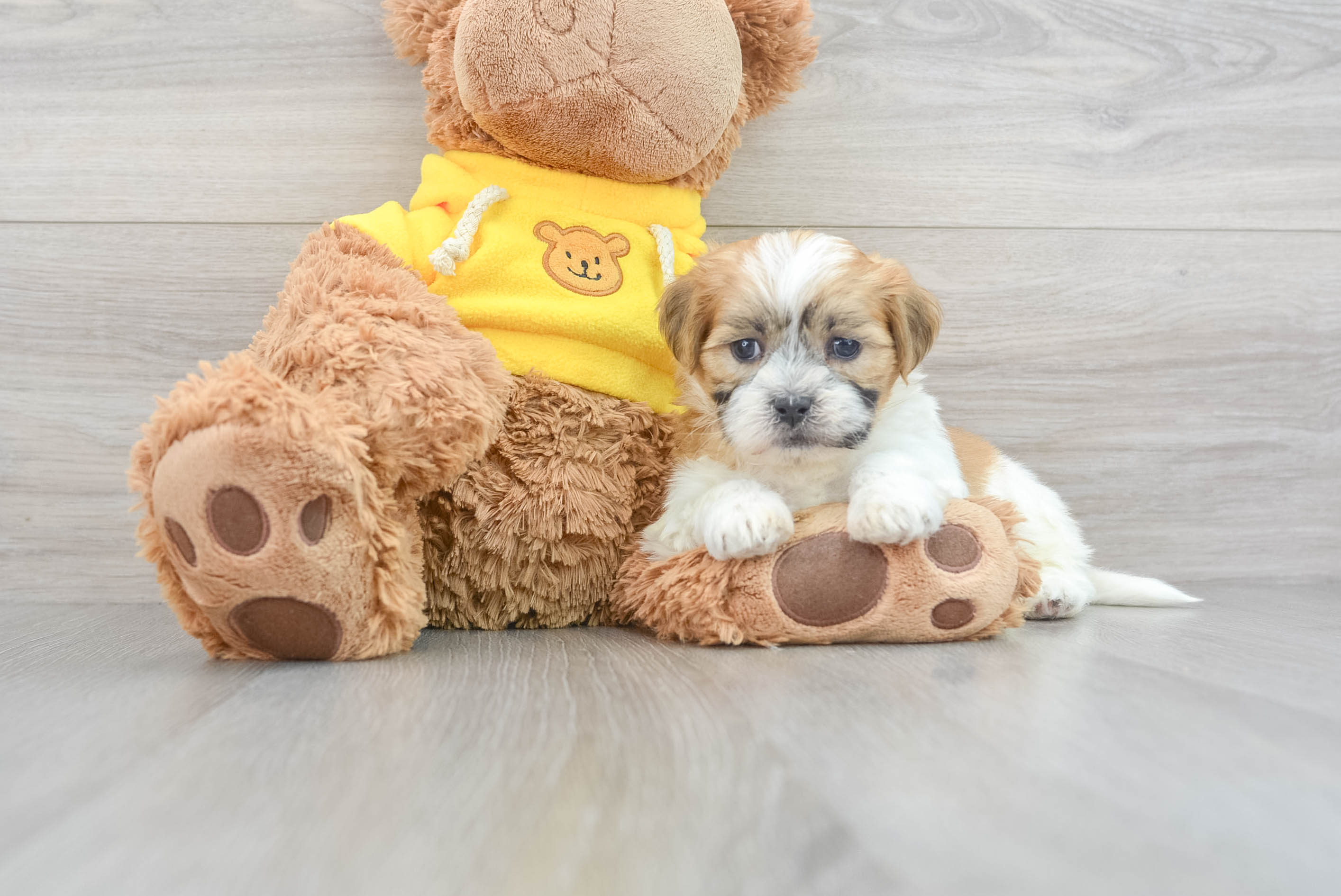 Toy teddy bear puppies for sales sale