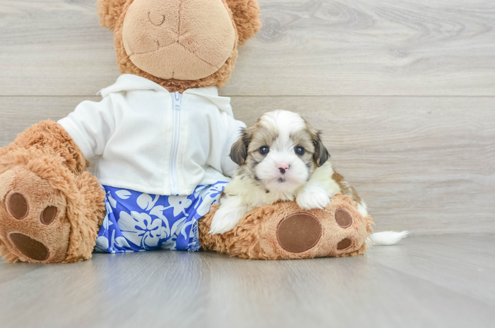 6 week old Teddy Bear Puppy For Sale - Lone Star Pups