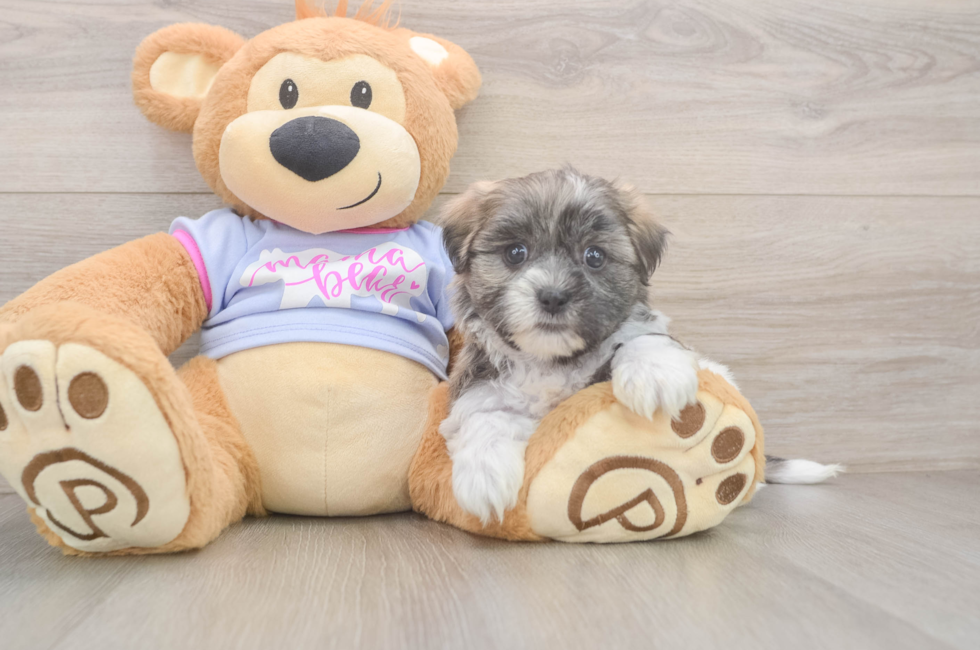 7 week old Teddy Bear Puppy For Sale - Lone Star Pups