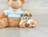 7 week old Teddy Bear Puppy For Sale - Lone Star Pups