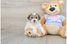 Playful Shichon Designer Puppy