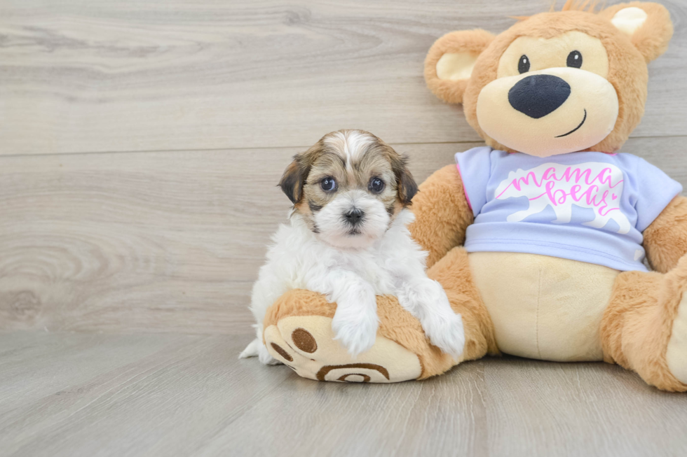 Playful Shichon Designer Puppy