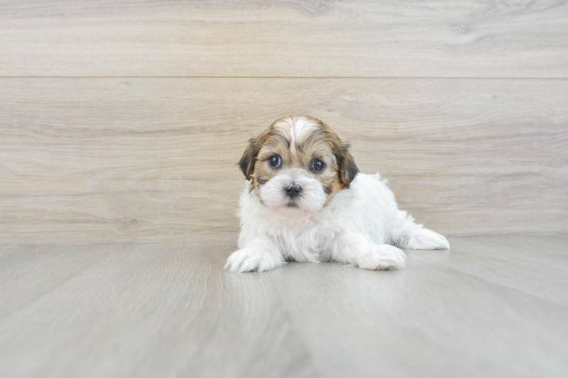 Meet Helen - our Teddy Bear Puppy Photo 2/5 - Lone Star Pups