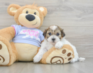 7 week old Teddy Bear Puppy For Sale - Lone Star Pups