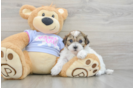 Teddy Bear Puppy for Adoption