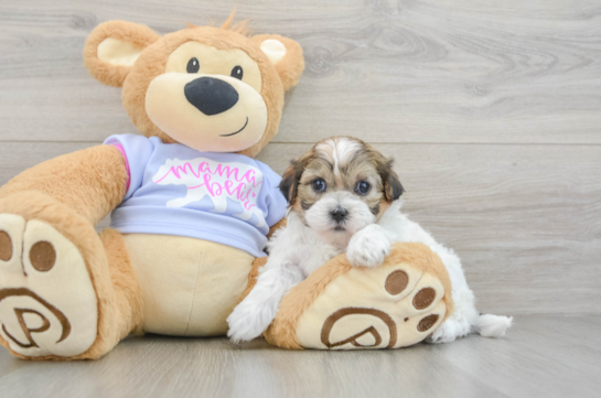 Teddy Bear Puppy for Adoption