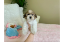 Cute Teddy Bear Designer Pup