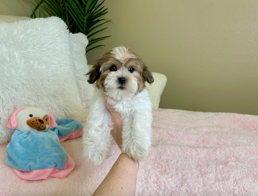 Cute Teddy Bear Designer Pup
