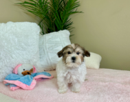 9 week old Teddy Bear Puppy For Sale - Lone Star Pups