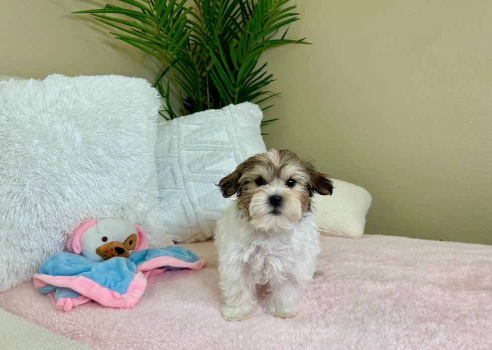 Cute Teddy Bear Baby