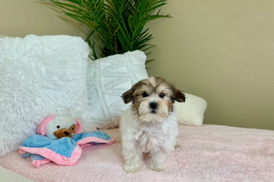Cute Teddy Bear Baby