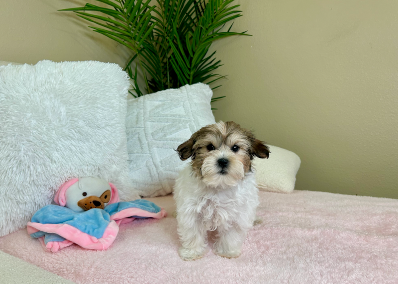 Meet Helen - our Teddy Bear Puppy Photo 5/5 - Lone Star Pups