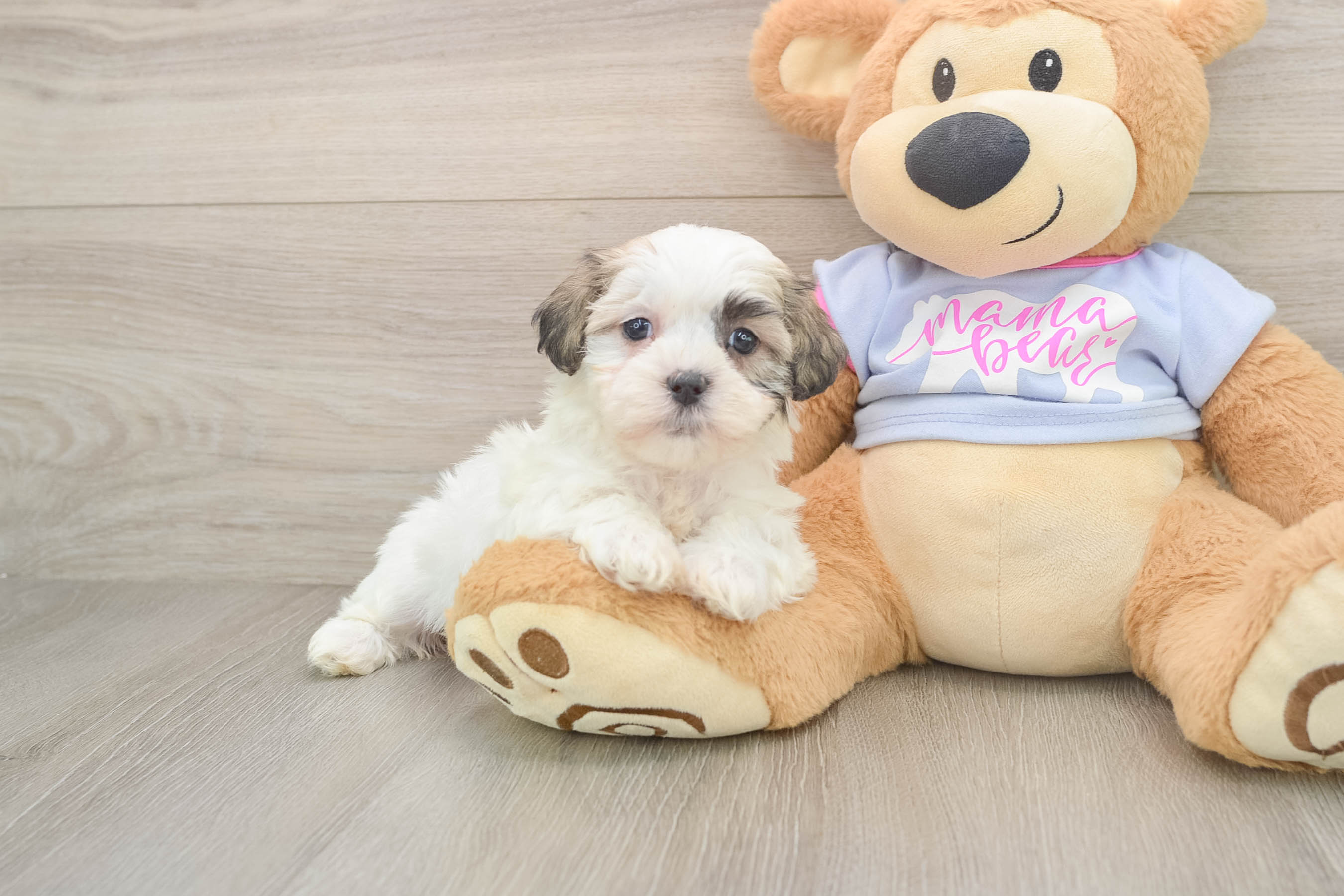 Cute Teddy Bear Baby