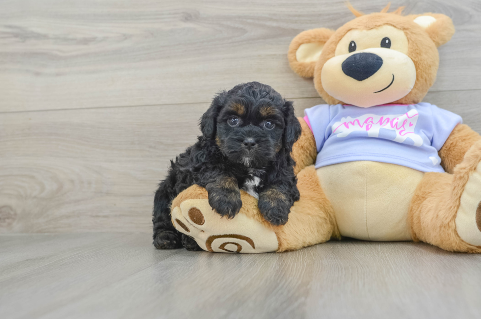 8 week old Teddy Bear Puppy For Sale - Lone Star Pups