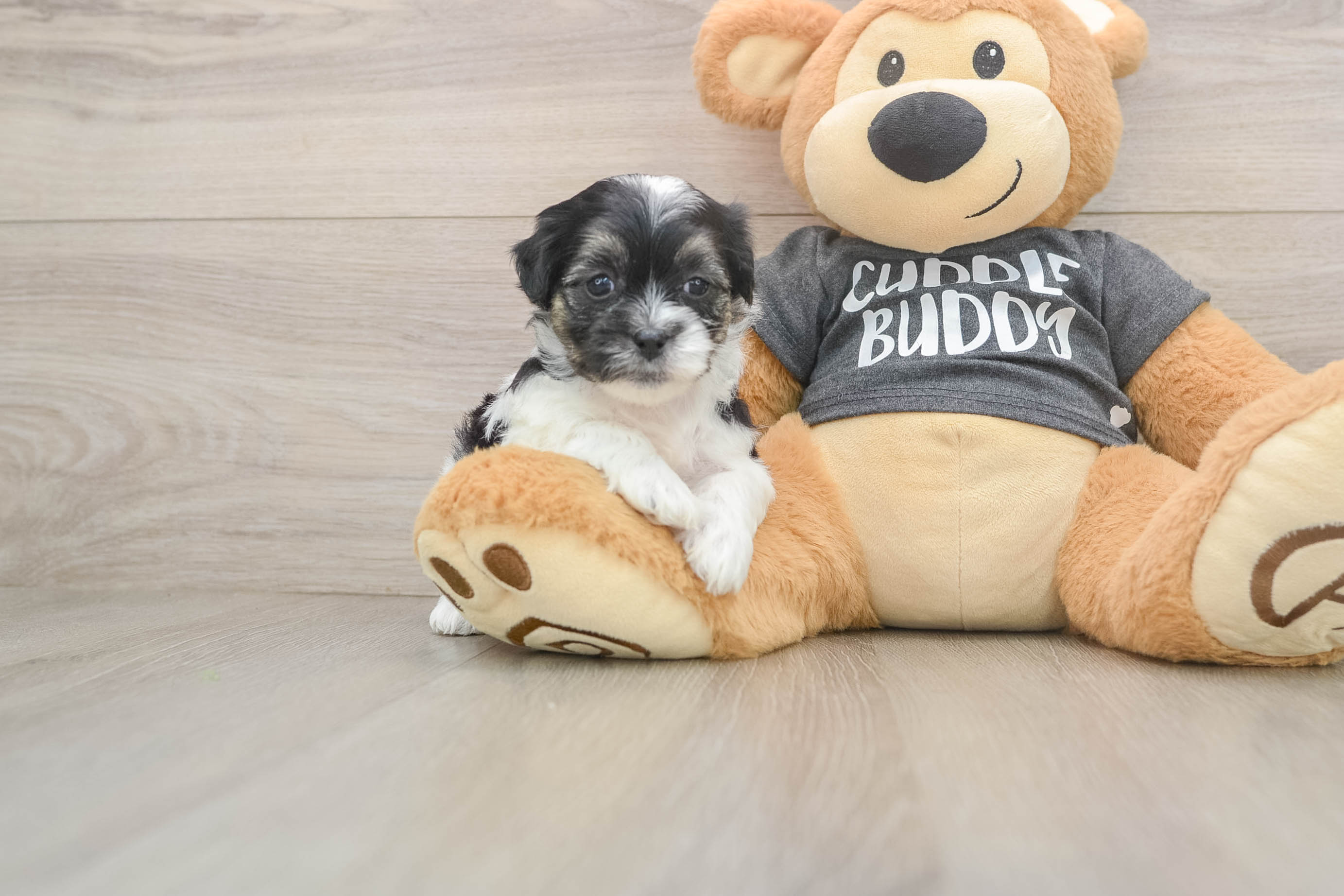 Happy Teddy Bear Baby