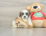 7 week old Teddy Bear Puppy For Sale - Lone Star Pups