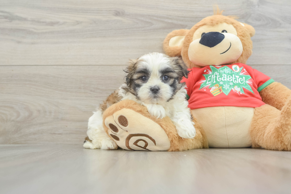 Teddy Bear Puppy for Adoption