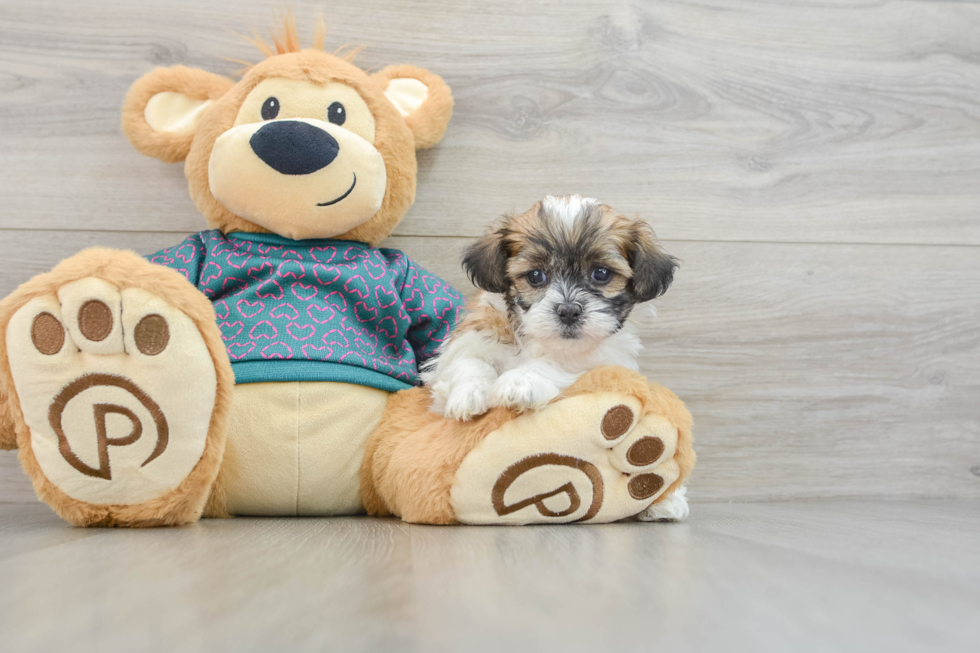 Smart Teddy Bear Designer Pup