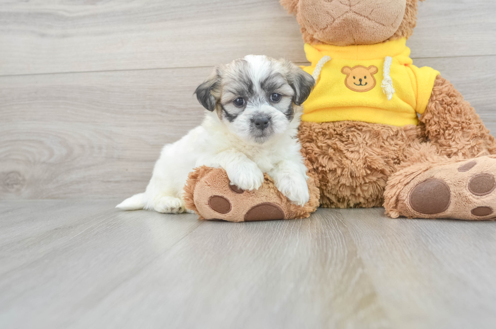 6 week old Teddy Bear Puppy For Sale - Lone Star Pups