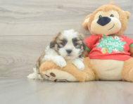 6 week old Teddy Bear Puppy For Sale - Lone Star Pups