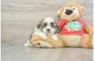 Smart Teddy Bear Designer Pup