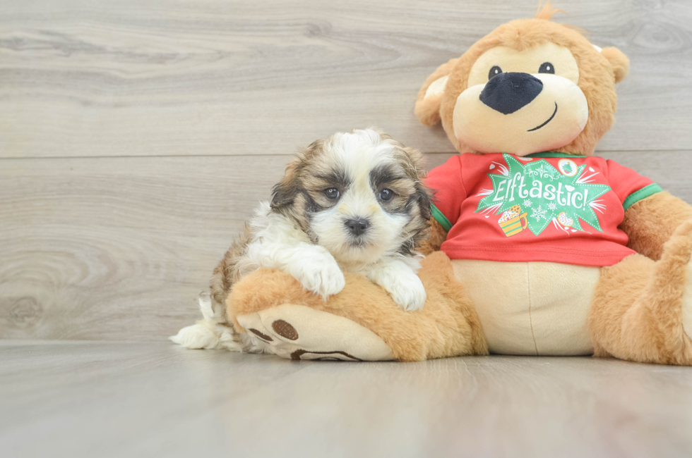 6 week old Teddy Bear Puppy For Sale - Lone Star Pups