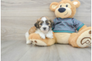 Funny Teddy Bear Designer Pup