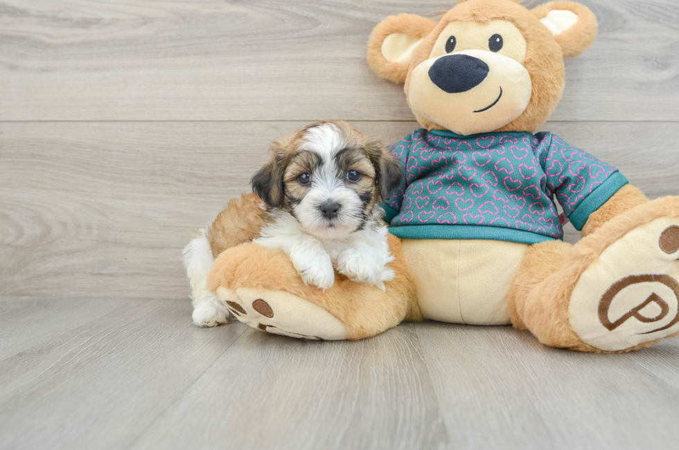 6 week old Teddy Bear Puppy For Sale - Lone Star Pups