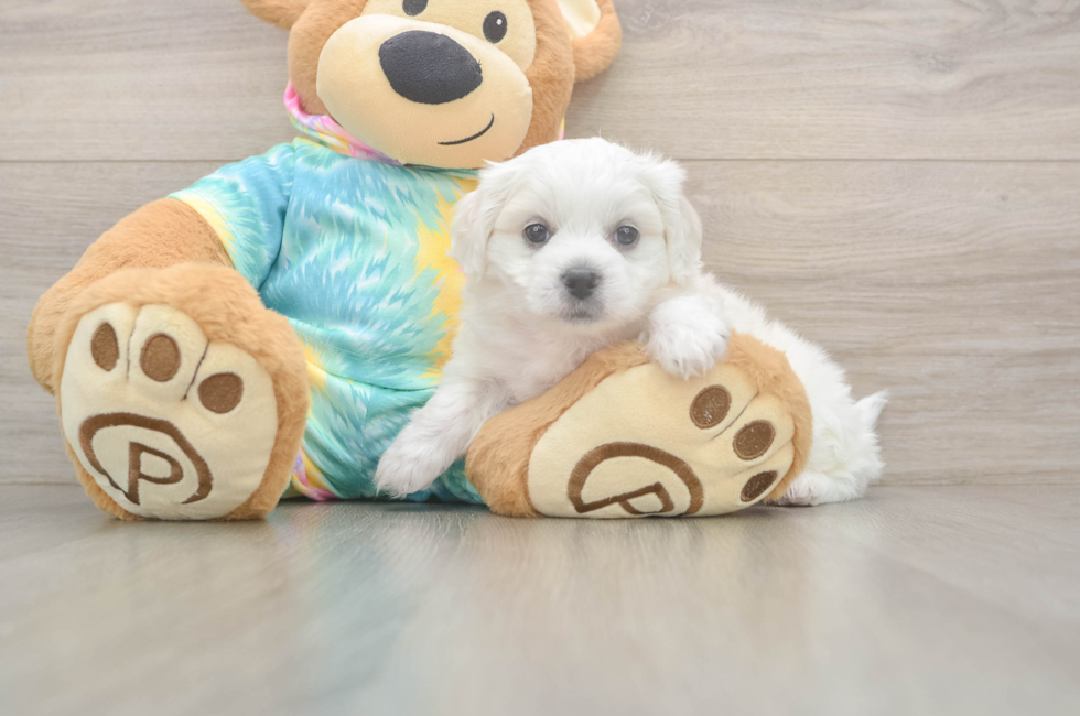 5 week old Teddy Bear Puppy For Sale - Lone Star Pups