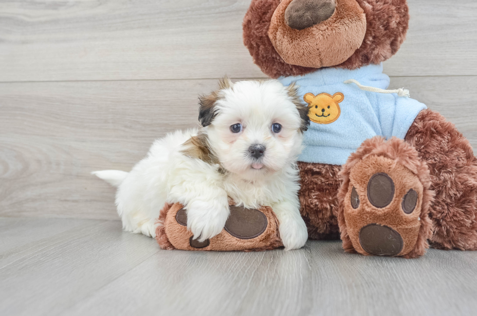 8 week old Teddy Bear Puppy For Sale - Lone Star Pups