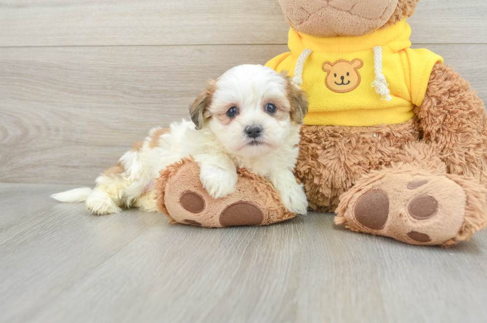 5 week old Teddy Bear Puppy For Sale - Lone Star Pups