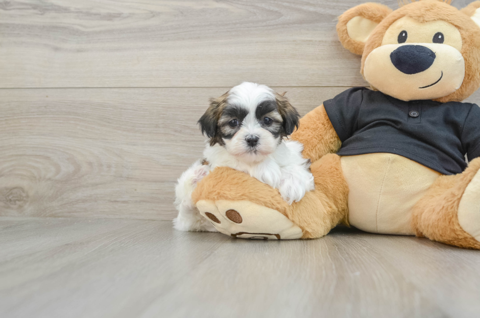 5 week old Teddy Bear Puppy For Sale - Lone Star Pups