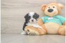 Funny Teddy Bear Designer Pup