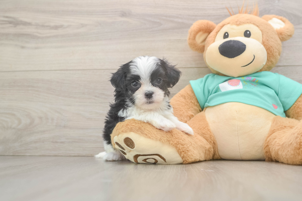 Funny Teddy Bear Designer Pup