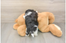 Cute Teddy Bear Baby