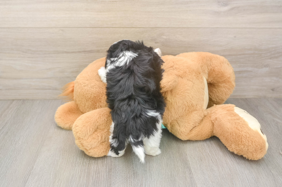 Cute Teddy Bear Baby