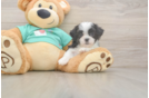 Energetic Shi Chon Designer Puppy
