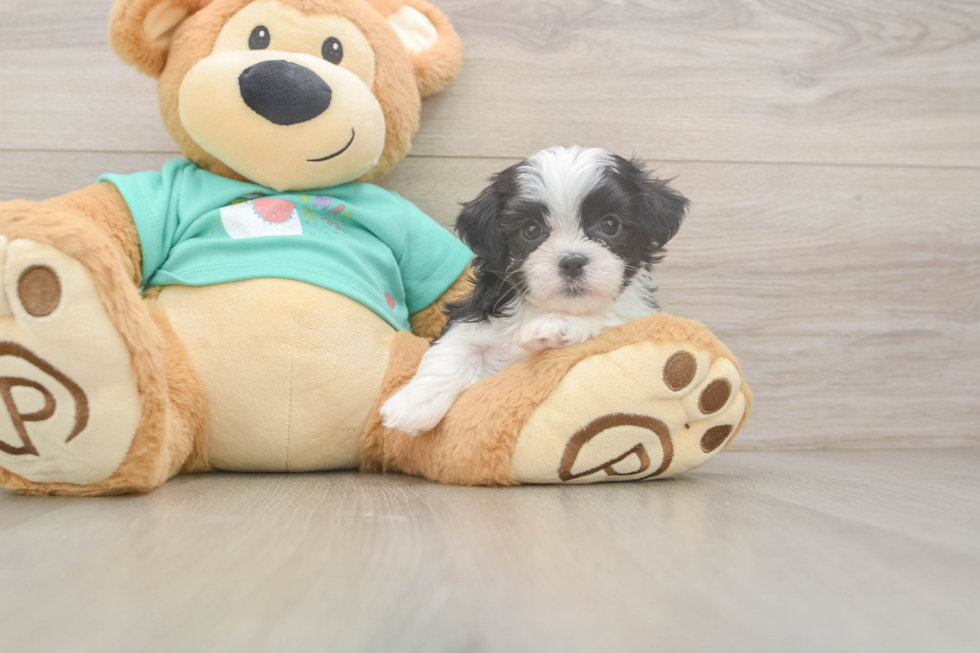 Energetic Shi Chon Designer Puppy