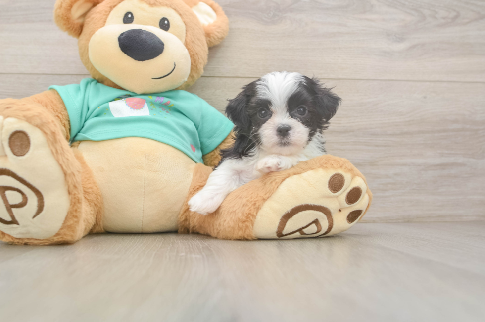 5 week old Teddy Bear Puppy For Sale - Lone Star Pups
