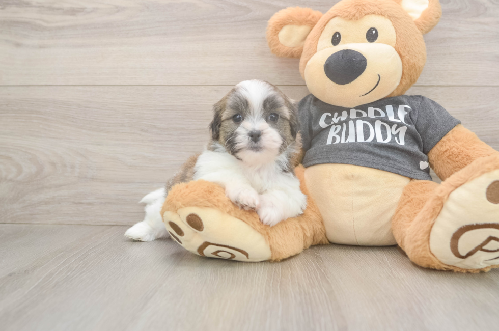 6 week old Teddy Bear Puppy For Sale - Lone Star Pups