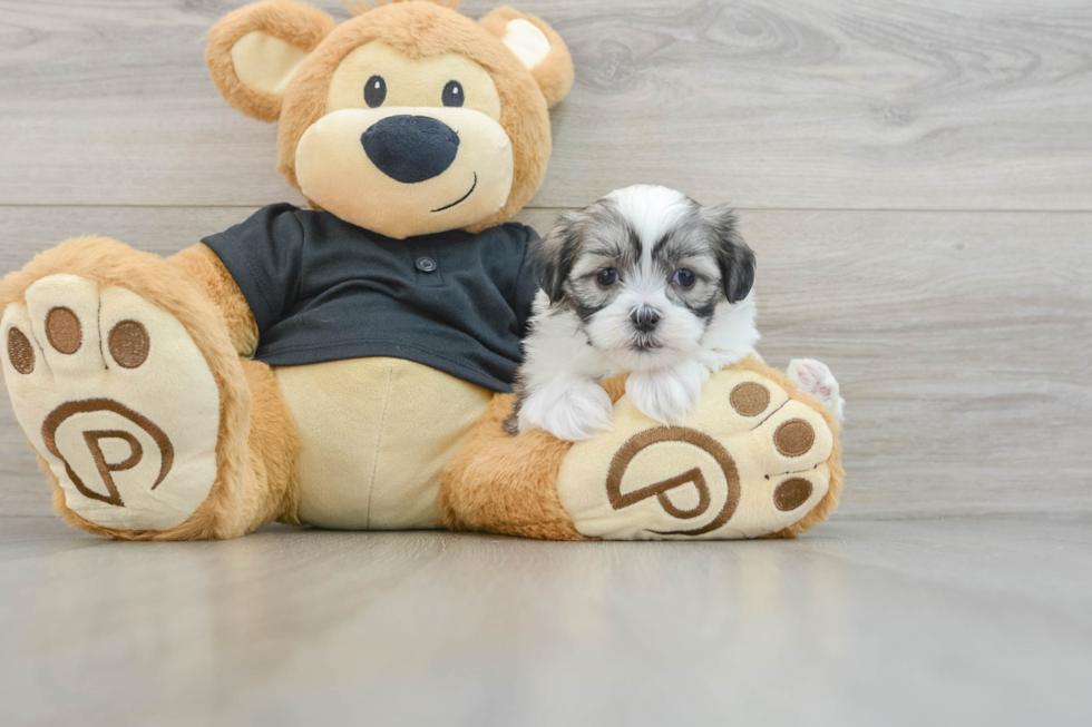 Fluffy Teddy Bear Designer Pup