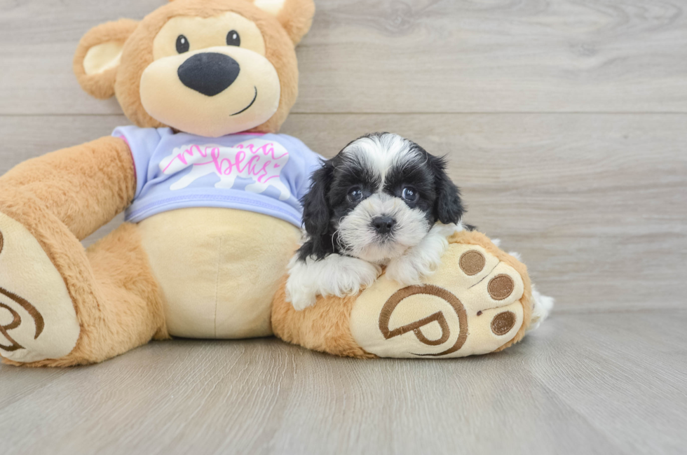 5 week old Teddy Bear Puppy For Sale - Lone Star Pups