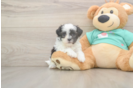 Teddy Bear Puppy for Adoption