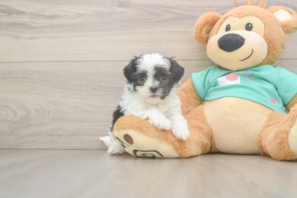 Teddy Bear Puppy for Adoption