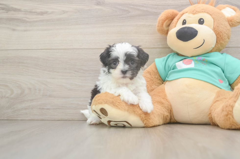 5 week old Teddy Bear Puppy For Sale - Lone Star Pups