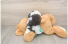 Friendly Teddy Bear Baby
