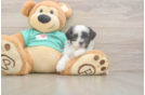 Teddy Bear Pup Being Cute